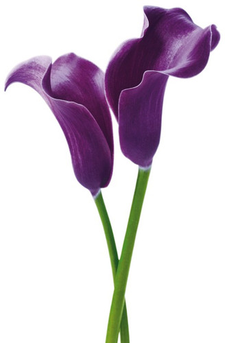 Callas Butterfly DkPurple gdn