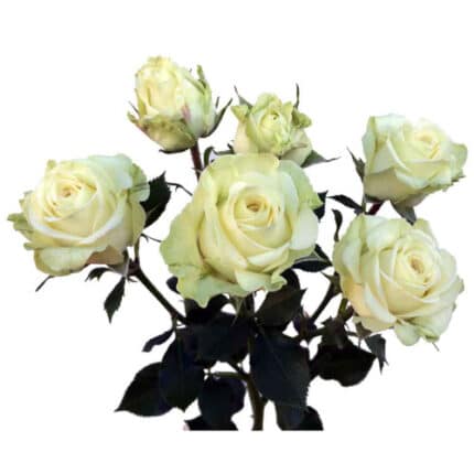 RoseSpray Irischka Cream gdns