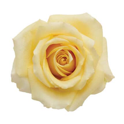 Rose Butterscotch 40cm rprima