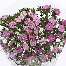 Dianthus coral camflor