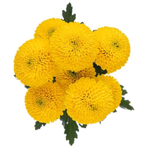 20e1d5b2-b0f4-4d3b-a97d-d98cb7e1ec24.jpg Pom Button Paladov gdn(5st) - Image 1
