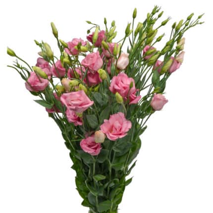 Lisianthus Pink bella