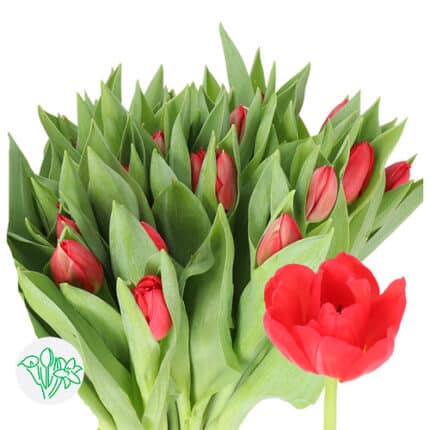 Tulip Largo holl #1