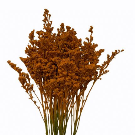 Solidago Cinnamon misty