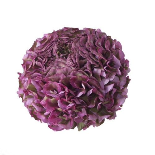 211fb6e5-29fb-438b-964d-3f90cf767ec8.jpg Ranunculus Pon Malva chile Mau - Image 1