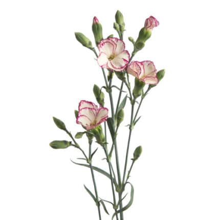 Dianthus Sparkz Purple White golden