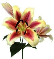 SHOCKING lily s.v.