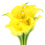 Calla Capt. Solo holl(yell) - Image 2