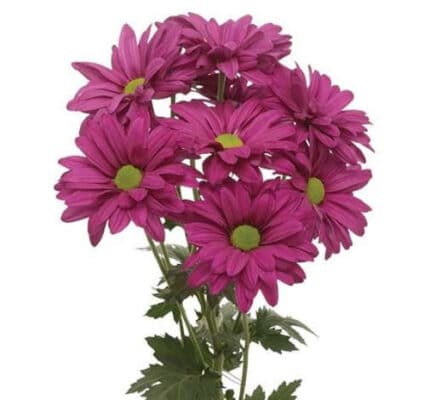 Pom Daisy Purple Candy Amor so