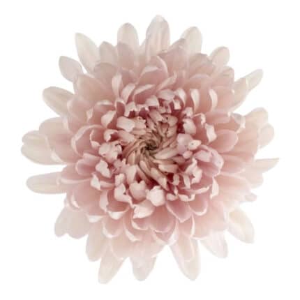 Mum Disbud Gabriela gdns