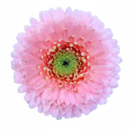 Gerber Pom Rosita can.