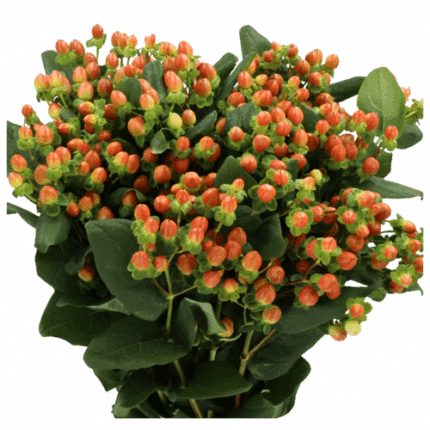Hypericum Terracotta Power rfi