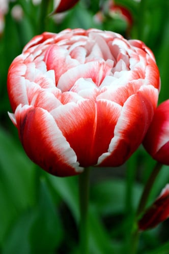 Tulip French Drumline holl