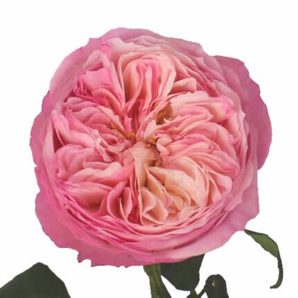 Rose Constance rprima(12st)