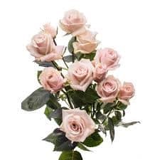 RoseSpray Blush Mikado rfi