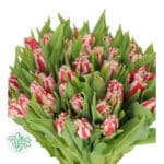 Tulip Frill Pink White holl - Image 2