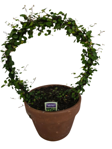 6" Muehlenbeckia Ring In Clay