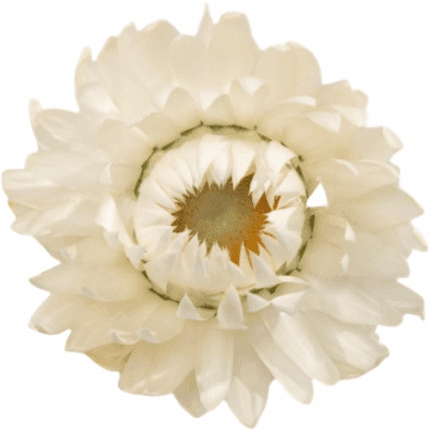Strawflower White much
