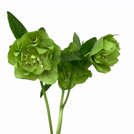 Helleborus Dbl Ellen Antique G