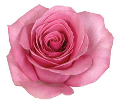 PAVAROTTI (PINK) 70cm rfi