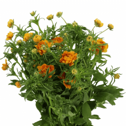 Ranunculus Moderna Vivaldi rpr