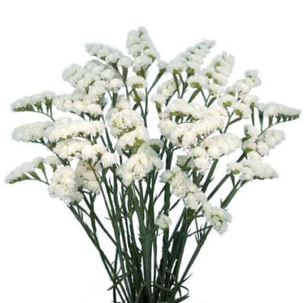 Statice White misty