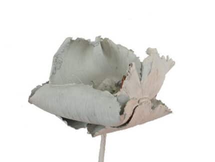 Palmcup White Dried holl(STEM)