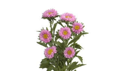 Aster Matsu Pink bmark
