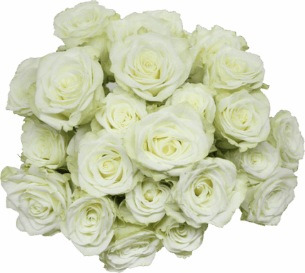 RoseSpray Floreana White fresc