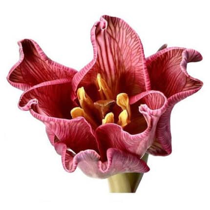 Tulip Dyed Moulin Rouge holl