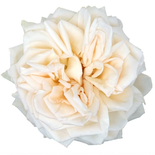 21de1f6d-bb02-4b87-a801-8b52e78be190.jpg Rose Gdn Princess Maya(12st) Holex - Image 1