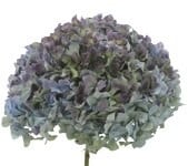 Hydrangea Blue ob(STEM)