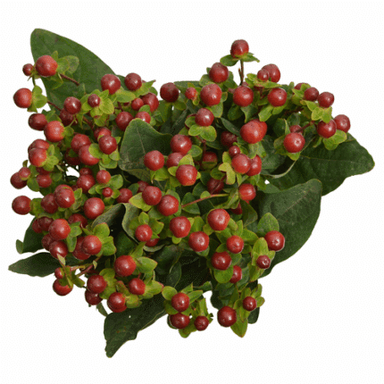 Hypericum Burgundy Victory 70cm rfi