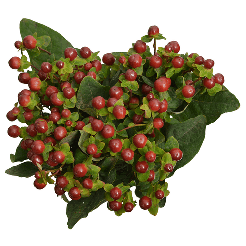 2212a6b3-5310-46ed-ab38-1f26977e07e8.png Hypericum Burgundy Victory 70cm rfi - Image 1