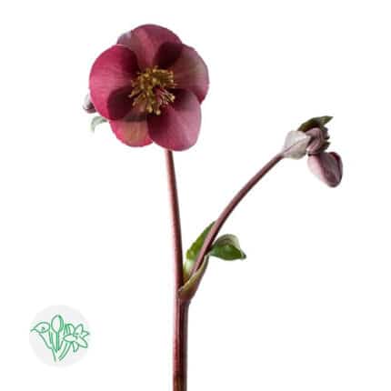 Helleborus Aarendella Lexa Dk