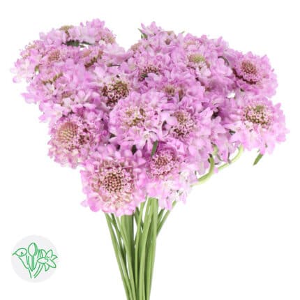 Scabiosa Lilac holex