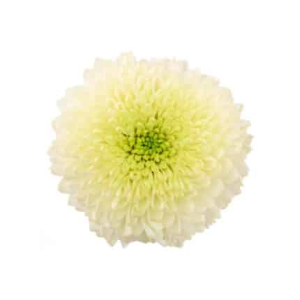 Mum Disbud Ball White fresca