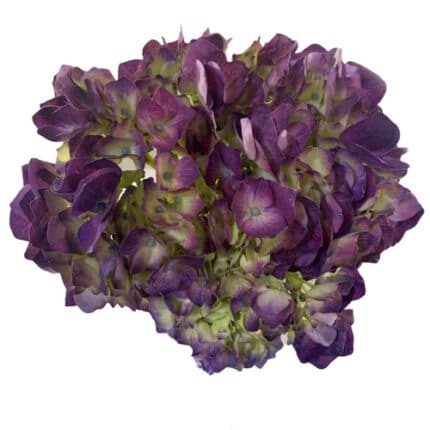 Hyrangea Elbtal Classic Purple