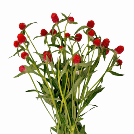 Gomphrena Red Camflor