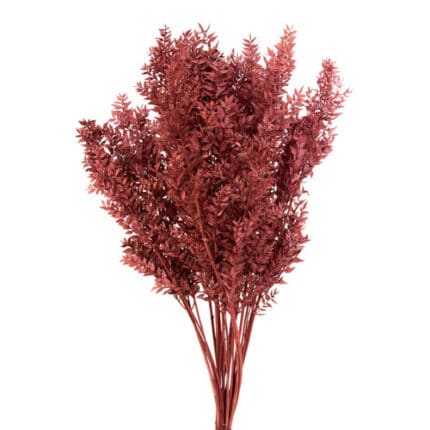 Italian Ruscus Bleached Dk Red