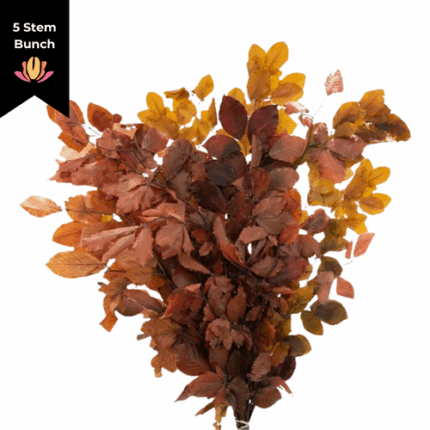 Dried Copper Beech Rainbow hol