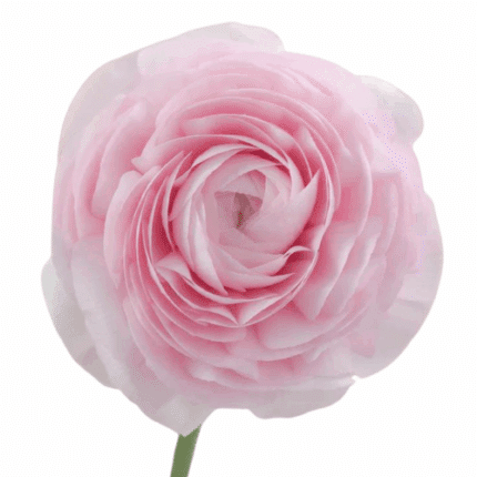 Ranunculus Favola tessa