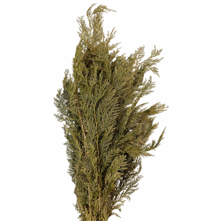 Leyland Cypress Gilded puckett