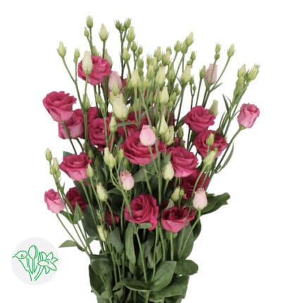 Lisianthus Dbl Red holl