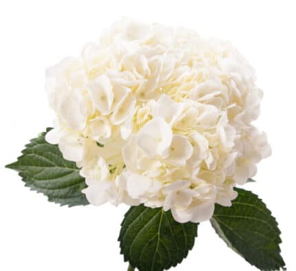 Hydrangea White allure(st)
