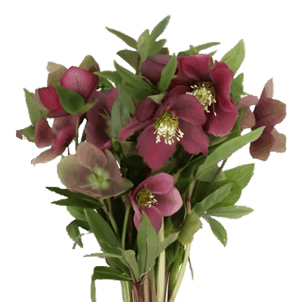Hellebores Queens Red
