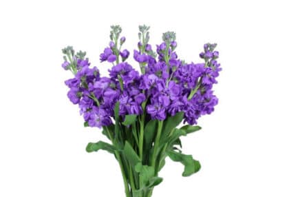 Stock DkPurple miaflora