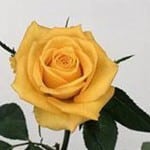 Rose Jupiter 50cm ecuanros