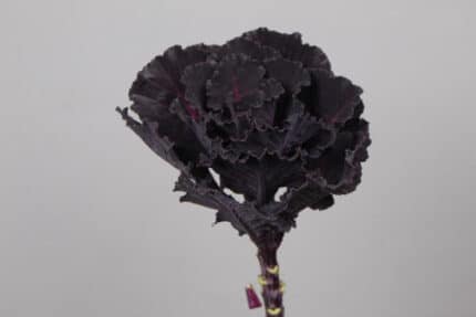 Kale Black harry holl(st)