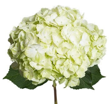 Hydrangea Green White cont (stem)